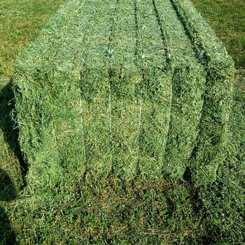 Feed Grade Alfalfa Hay Meal Bales for Animal Feeding