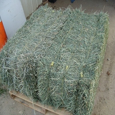 Best Selling Alfafa Hay pellets Available
