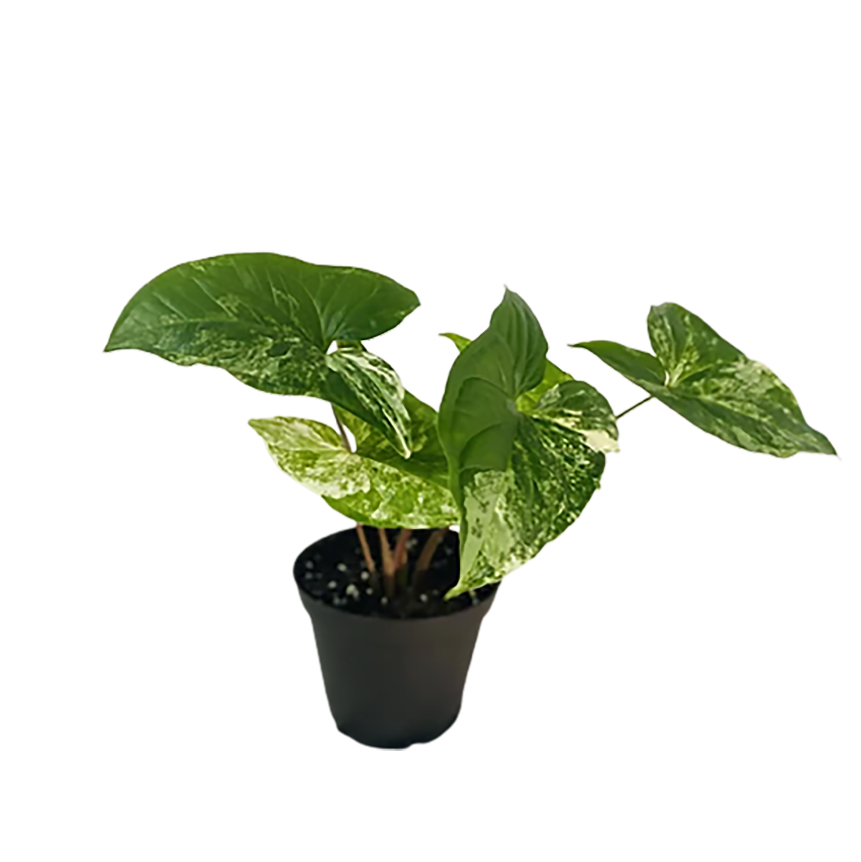 Лучшая цена, живое растение Syngonium либо для офиса и украшения дома