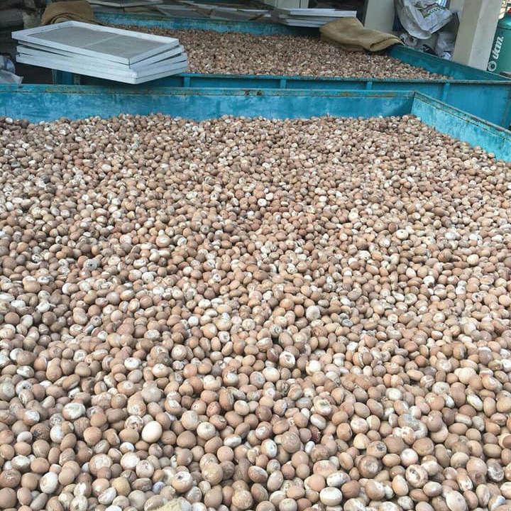 Buy Premium Whole Betel Nuts from Verified Vendors at Competitive Market Prices