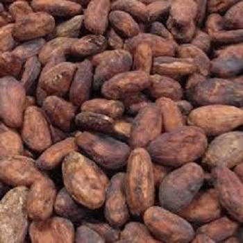 Good Quality Cocoa Beans for sale with premium taste