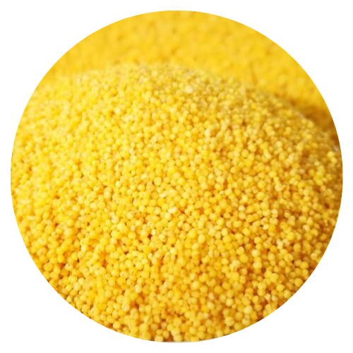 1st Grade Yellow Millet