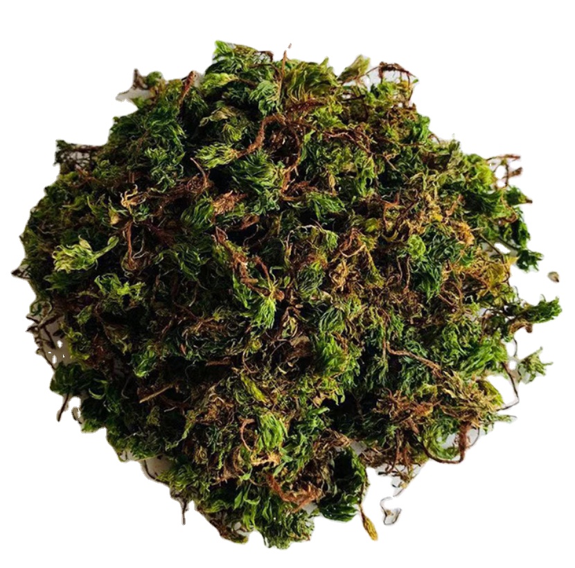 High quality raw natural plant whole dried Rhodobryum giganteum