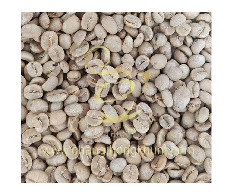 Changthongkhum The Best Premium Quality of Elephant Dung arabica green coffee beans from Thailand