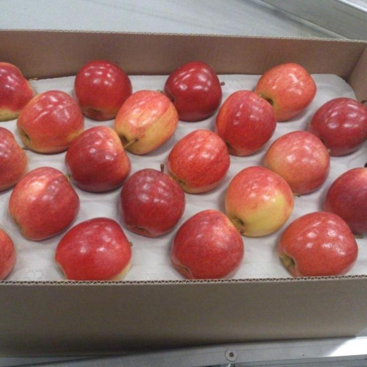 Свежий Apple Royal Гала