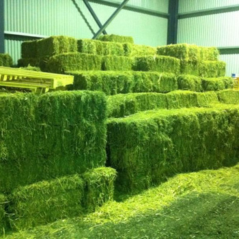 Alfalfa King Alfalfa Hay 454g - Pet House!!!!