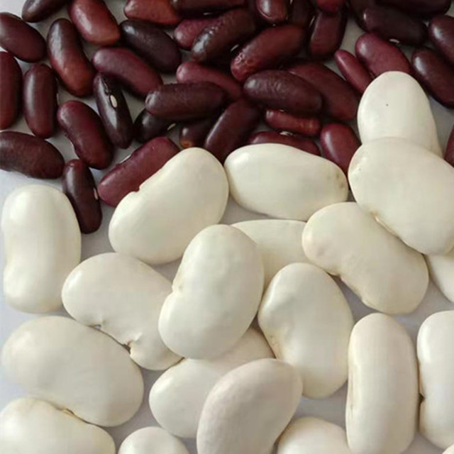 2021 high quality dark red kidney beans price for sale