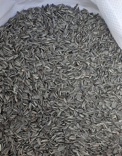 Wholesale German Big Size 361 363 Sunflower kernels Seeds