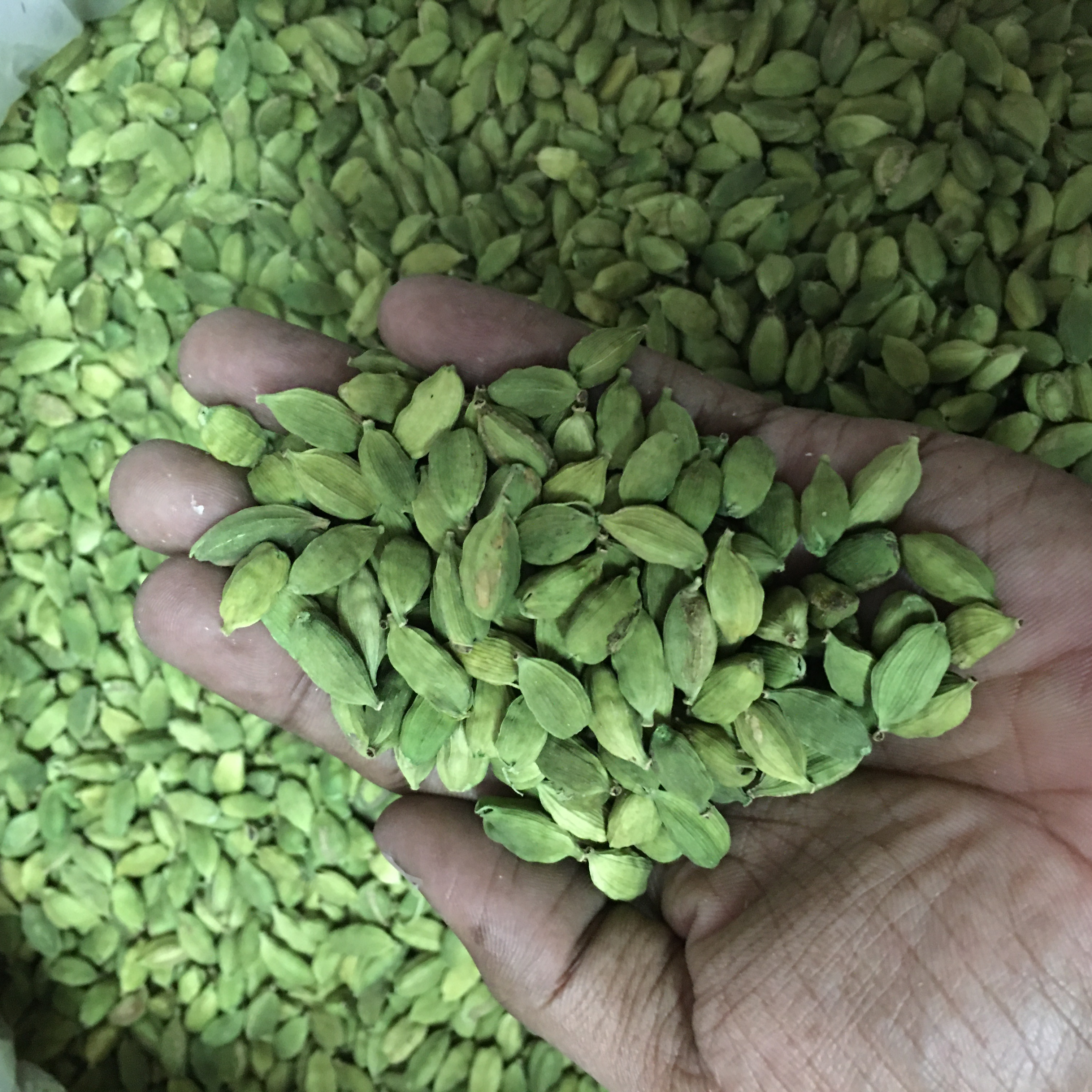 Свежие продукты премиум-качества Idukki зеленый кардамон 7 мм размер полностью большой зеленый кардамон пищевой класса