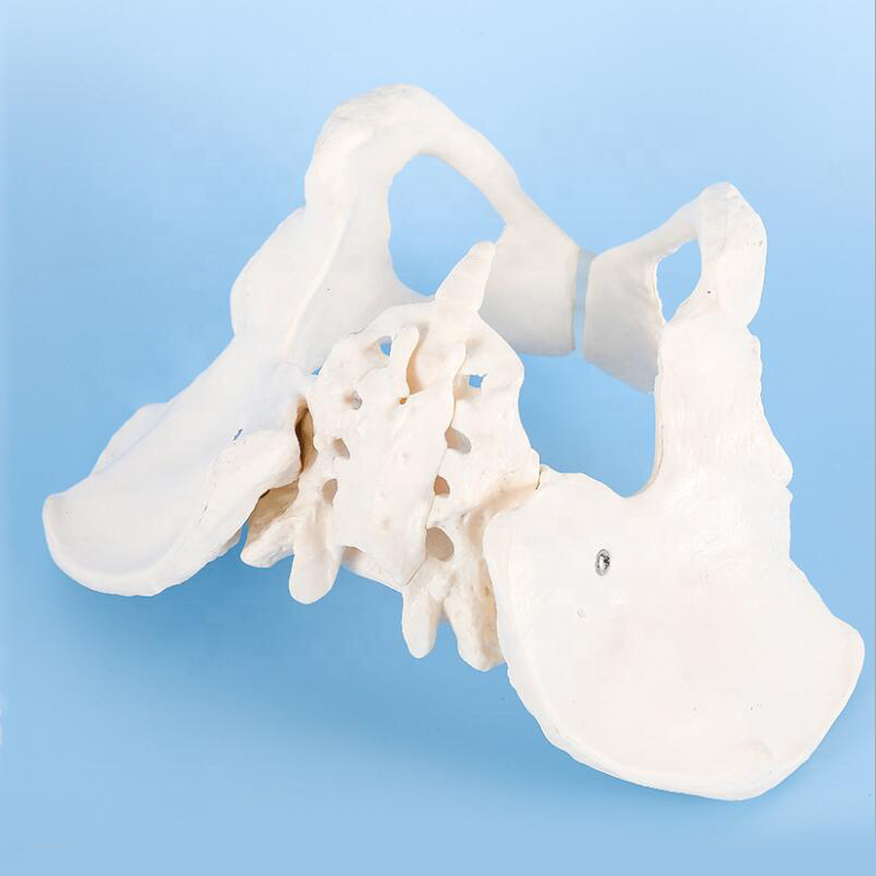 Scientific Flexible Female Pelvis Model Female Pelvic Skeleton Anatomy for Science Classroom Study Teaching Medical Model