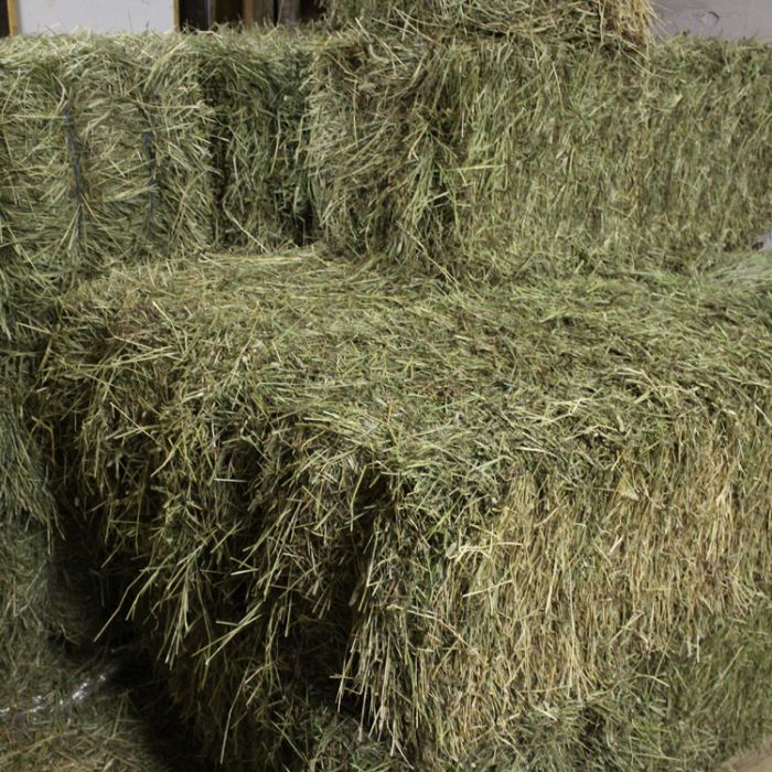 Top Quality Alfalfa Hay for Animal Feeding Stuff Alfalfa / Timothy / Alfalfa Hay for Sale