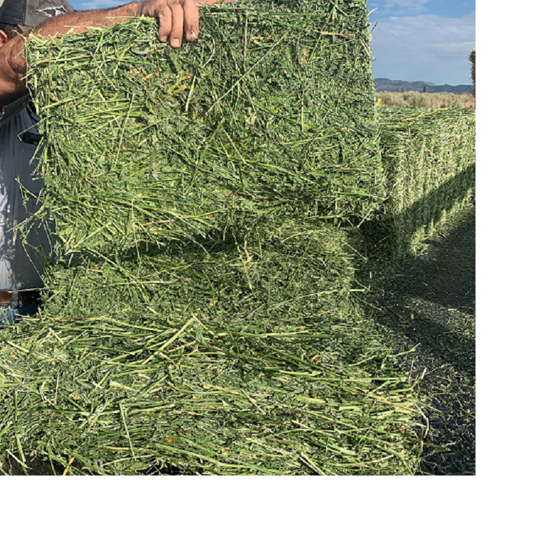 Quality Alfalfa Hay for Animal Feeding and Seeds Cheap Alfalfa Hay Bales