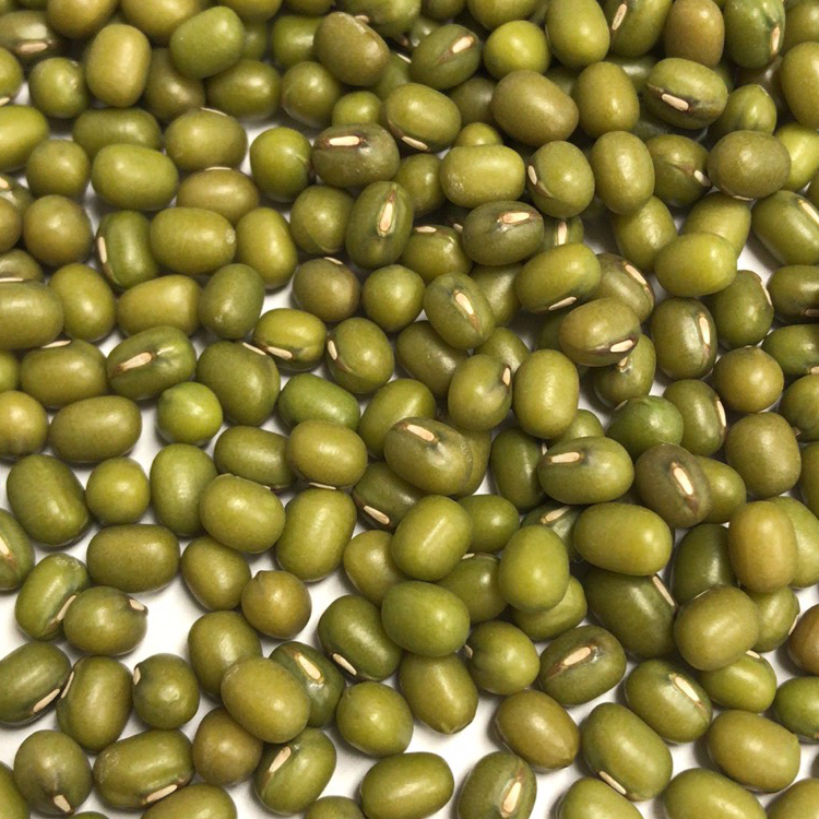 Wholesale Premium Factory Sell High Quality Dried Green Mung Beans