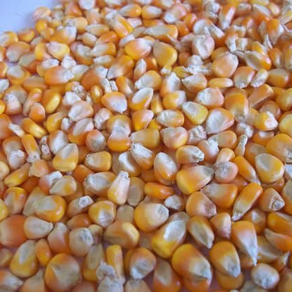 GRADE 1 Non GMO White and Yellow Corn/Maize