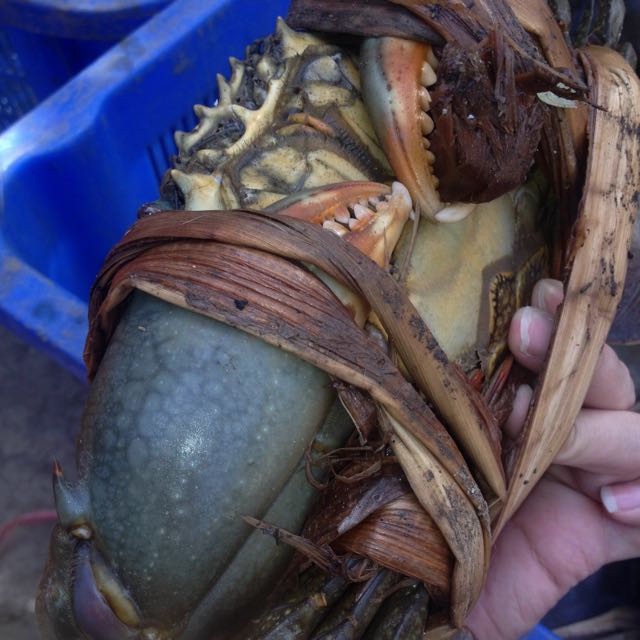 live mud crabs