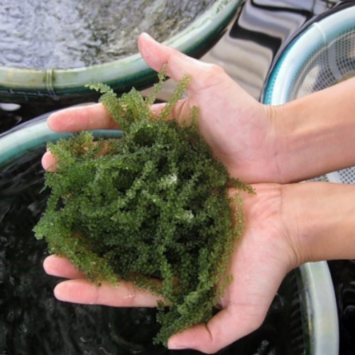 Лидер продаж, натуральные здоровые морские водоросли, морской виноград, MS. Люси + 84 929 397 651