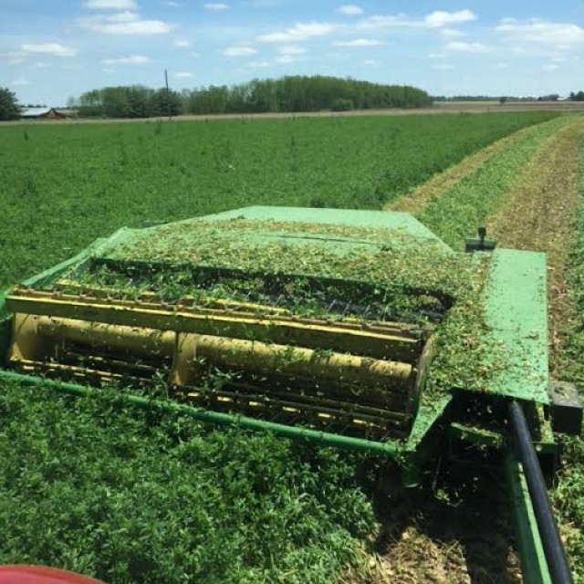Premium Quality Alfalfa Hay Bales