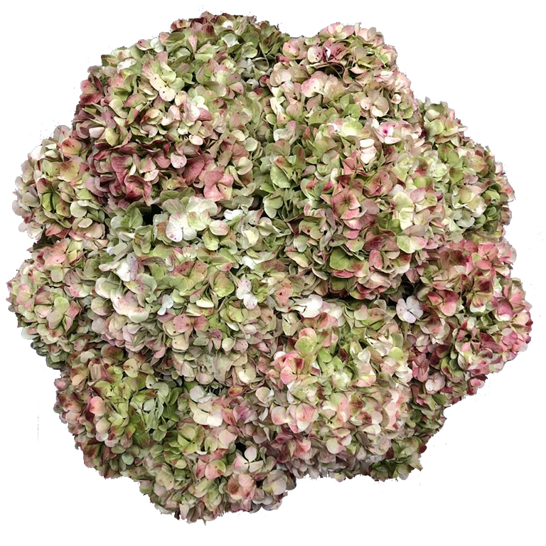 Hydrangea Antique Green/Pink For US only