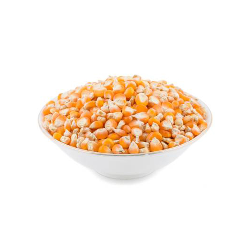 Yellow maize corn for Russia animal feed.