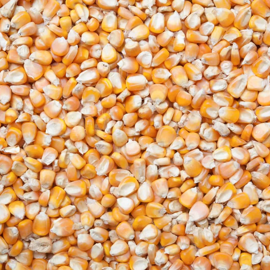 Ukranian-Top Selling Non GMO Yellow Maize/Corn