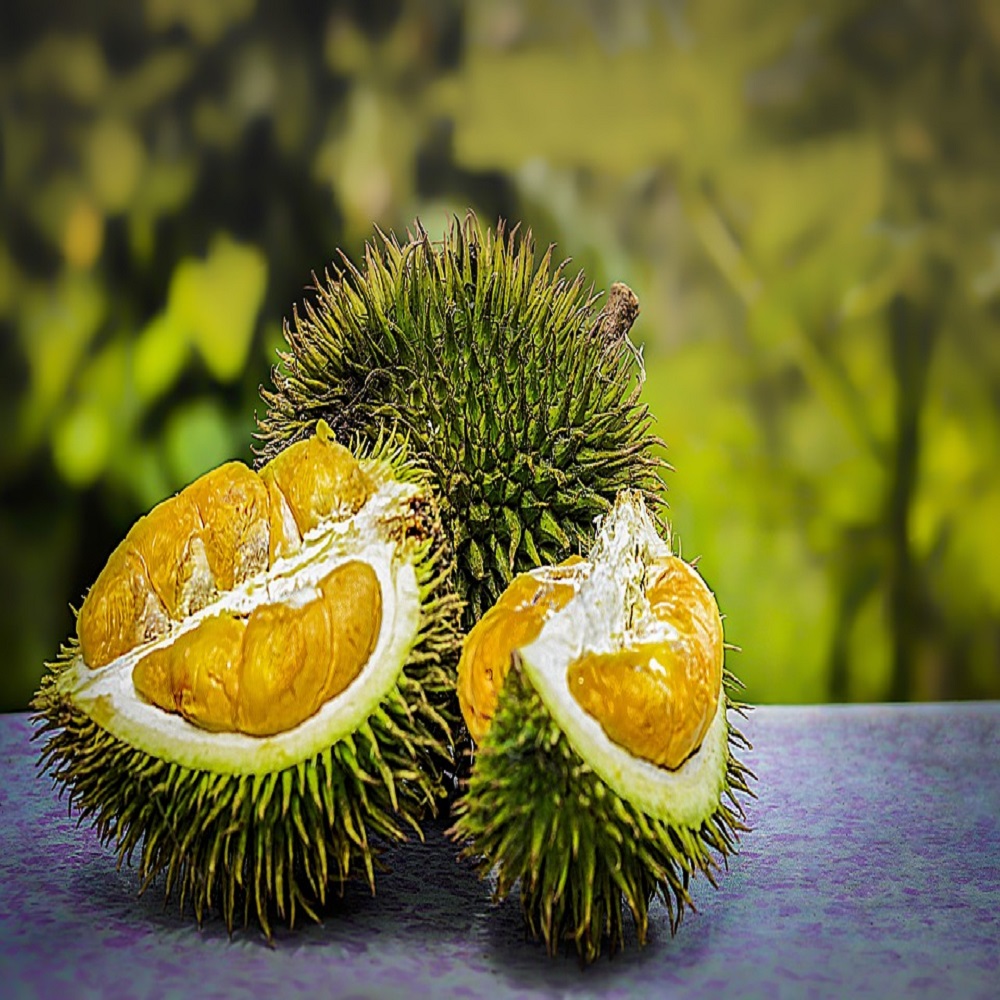 High quality durian fruit from Vietnam - Wholesale durian fresh For Sale