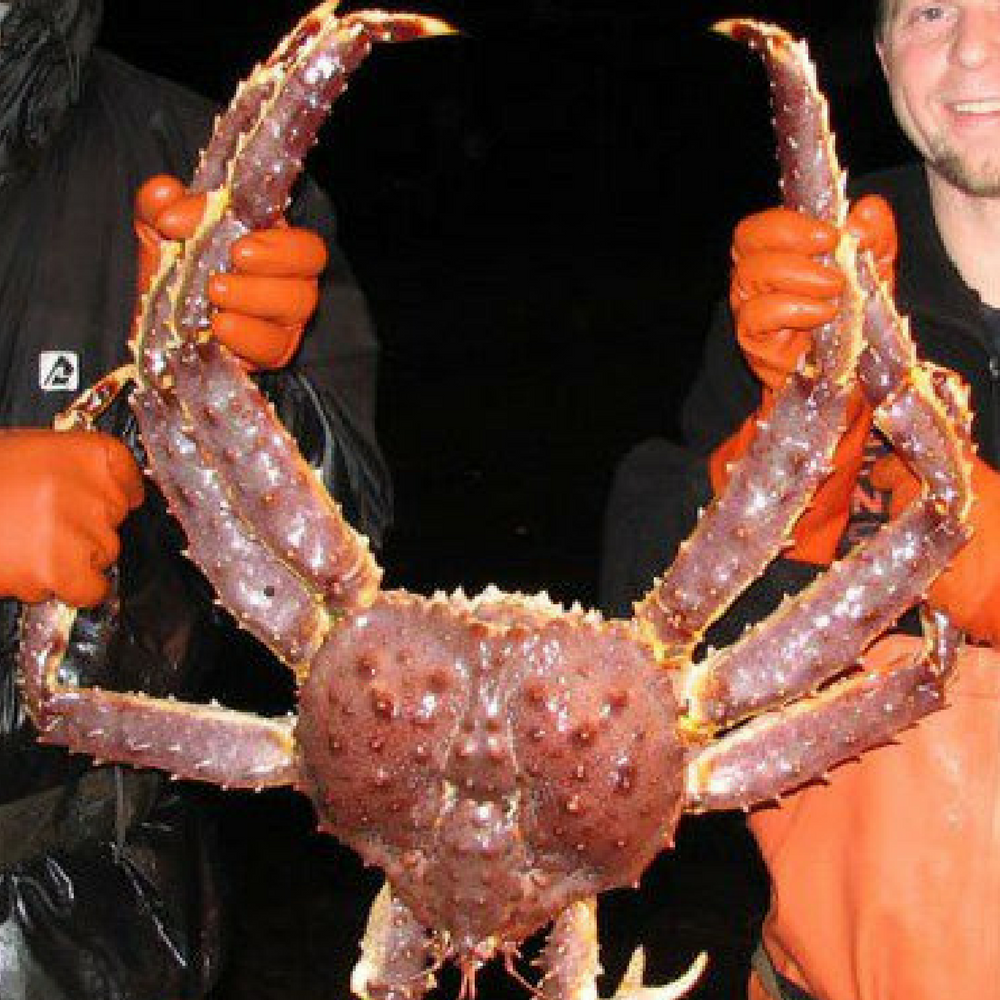 Live Whole King Crab