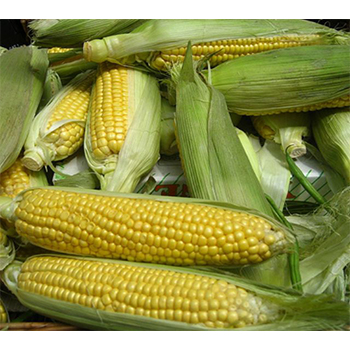 Yellow Corn Seeds Maize Sweet Corn