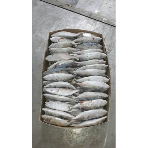 Индийская скумбрия, продажа рыбы по низкой цене