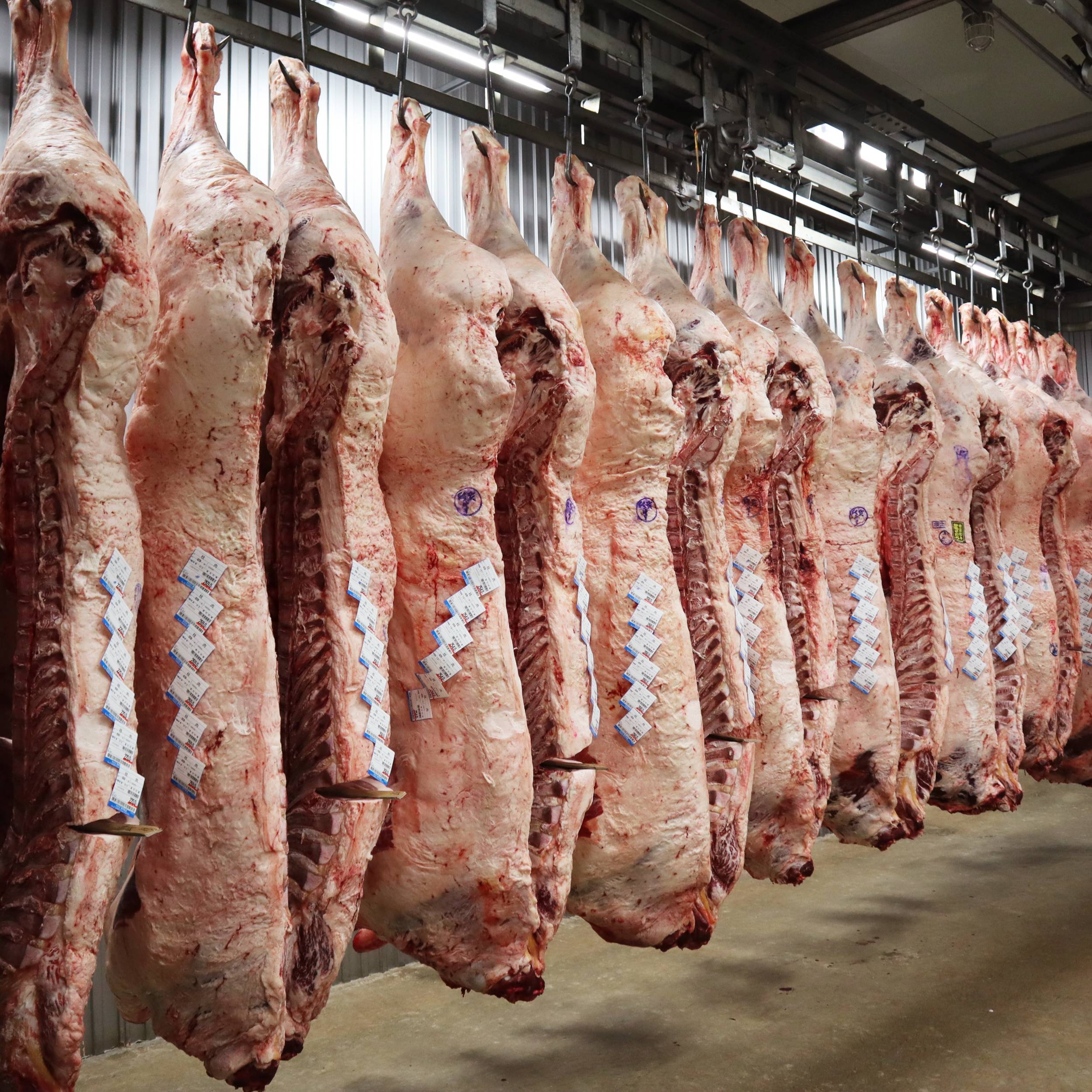 HALAL FRESH / FROZEN GOAT / LAMB / SHEEP MEAT / CARCASS
