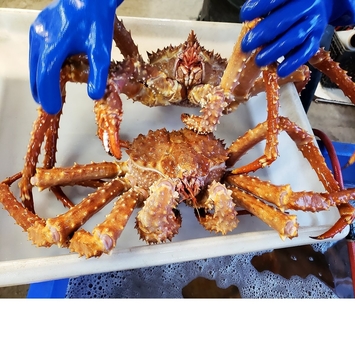 Русский Королевский краб