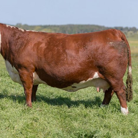 Крупные партии беременного крупного рогатого скота Hereford на продажу