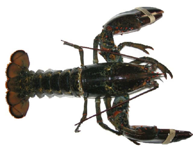Wholesale live and frozen Hawaiian Spiny Lobster