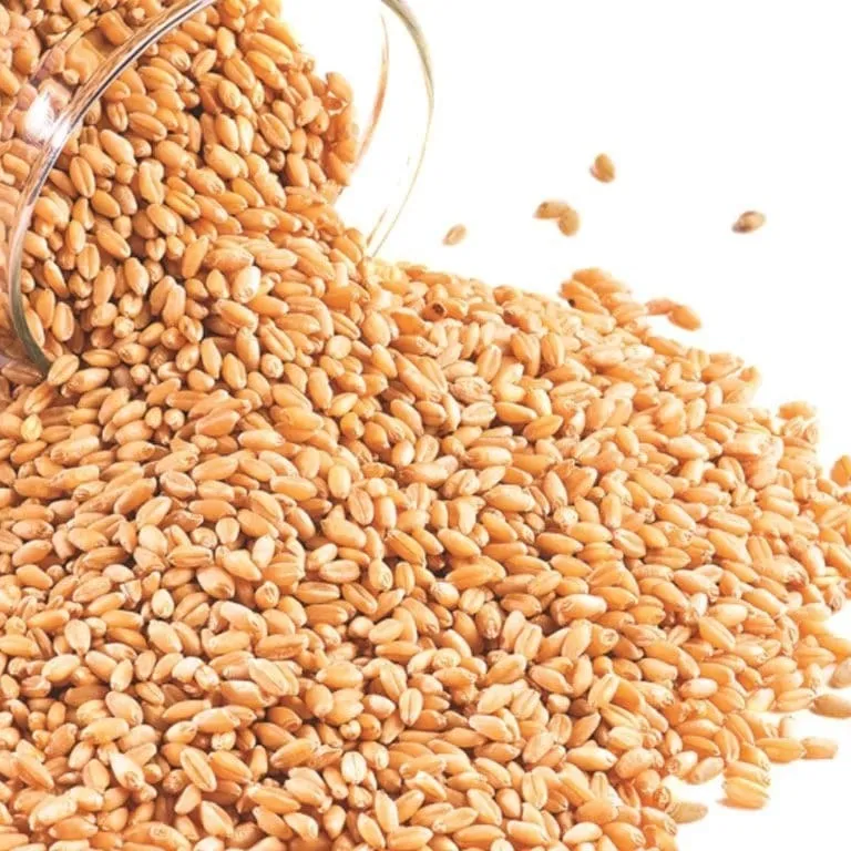 India Whole Wheat Grain For All Purpose