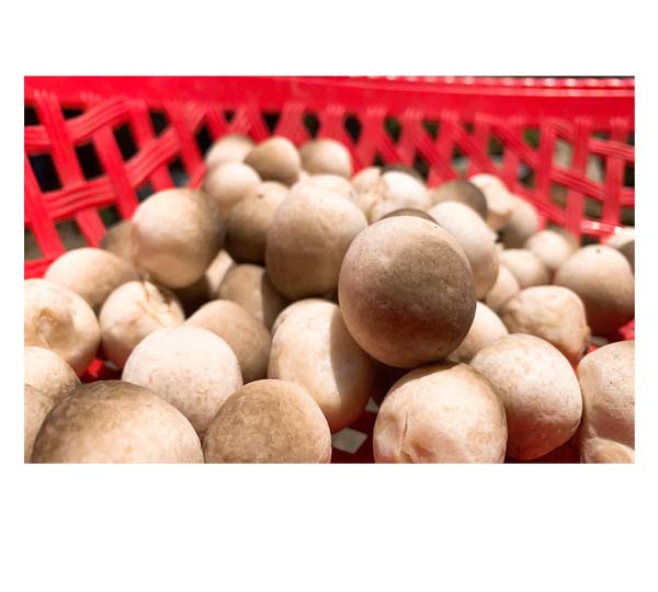 straw mushroom