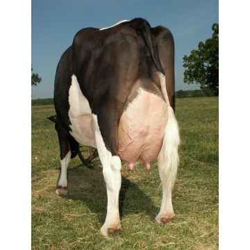 Продажа молочного скота для беременных/коров Holstein для беременных