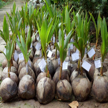 COCONUT TREE SEEDLING FROM VIET NAM