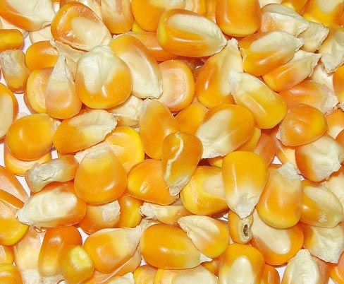 Высокочистые натуральные большие объемы сушеных желтых кукурузных зерен FD