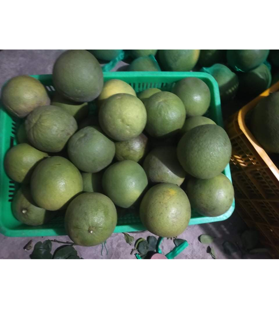 Vietnam Organic Fruit Grapefruit Red Pomelo Good Price Wholesale