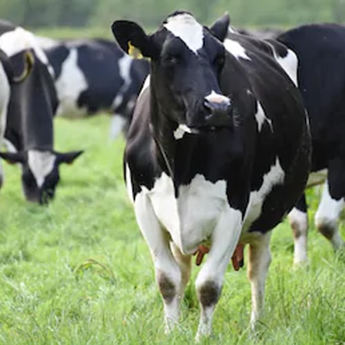 Здоровый скот Holstein фризский Крупный рогатый скот и коровы теперь доступны на продажу