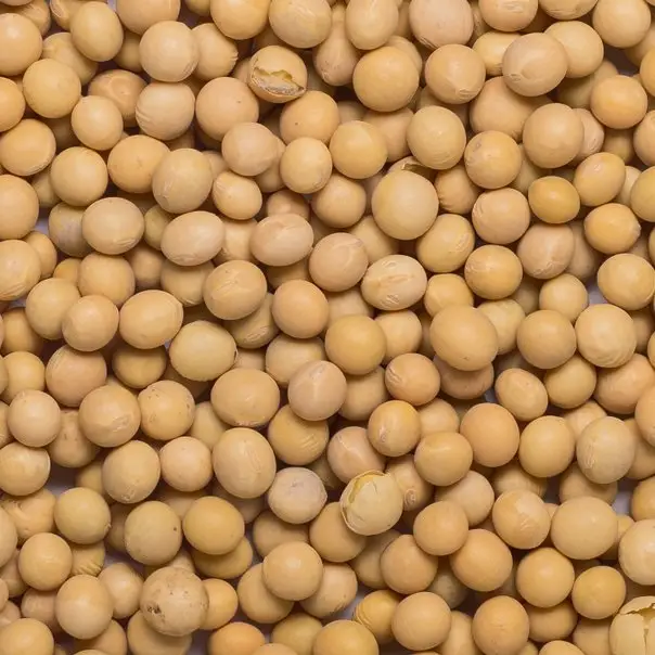 Newest crop organic soybeans for ready export