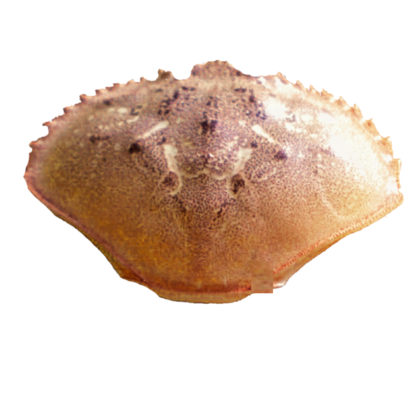 Сушеная ракушка краба/порошок морской ракушки для корма, хитина, медицины, удобрения
