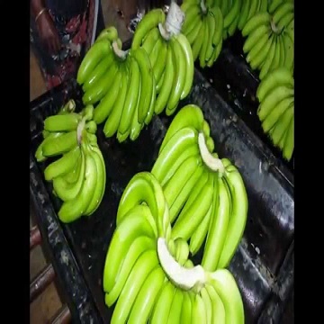 Кавандический зеленый банан для умеренной стоимости.