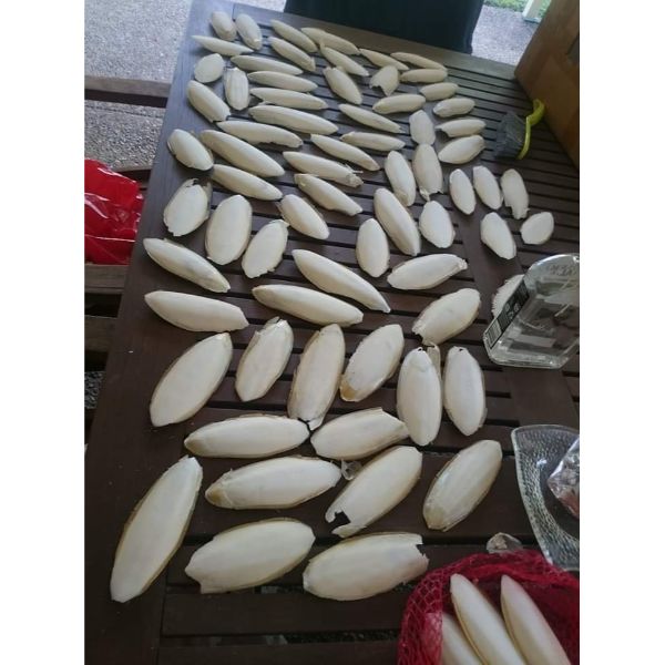 Cuttlefish Bone Bulk Quantity