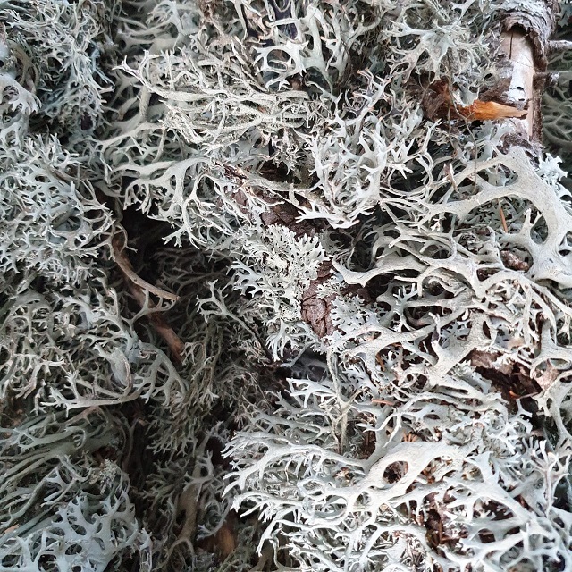 Oakmoss (Evernia Prunastri) (Сырье)