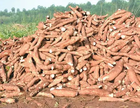 Good Quality Fresh Cassava Available