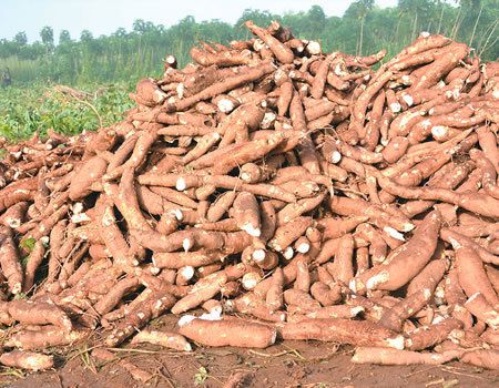 Good Quality Fresh Cassava Available