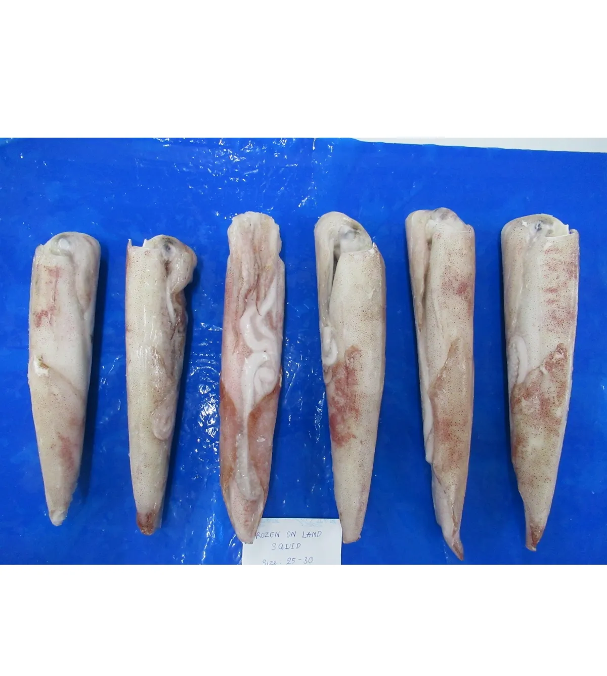 Vietnam seafood frozen squid wild caught loligo squid whole round