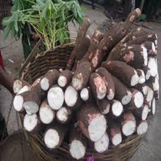 Свежая замороженная кассава