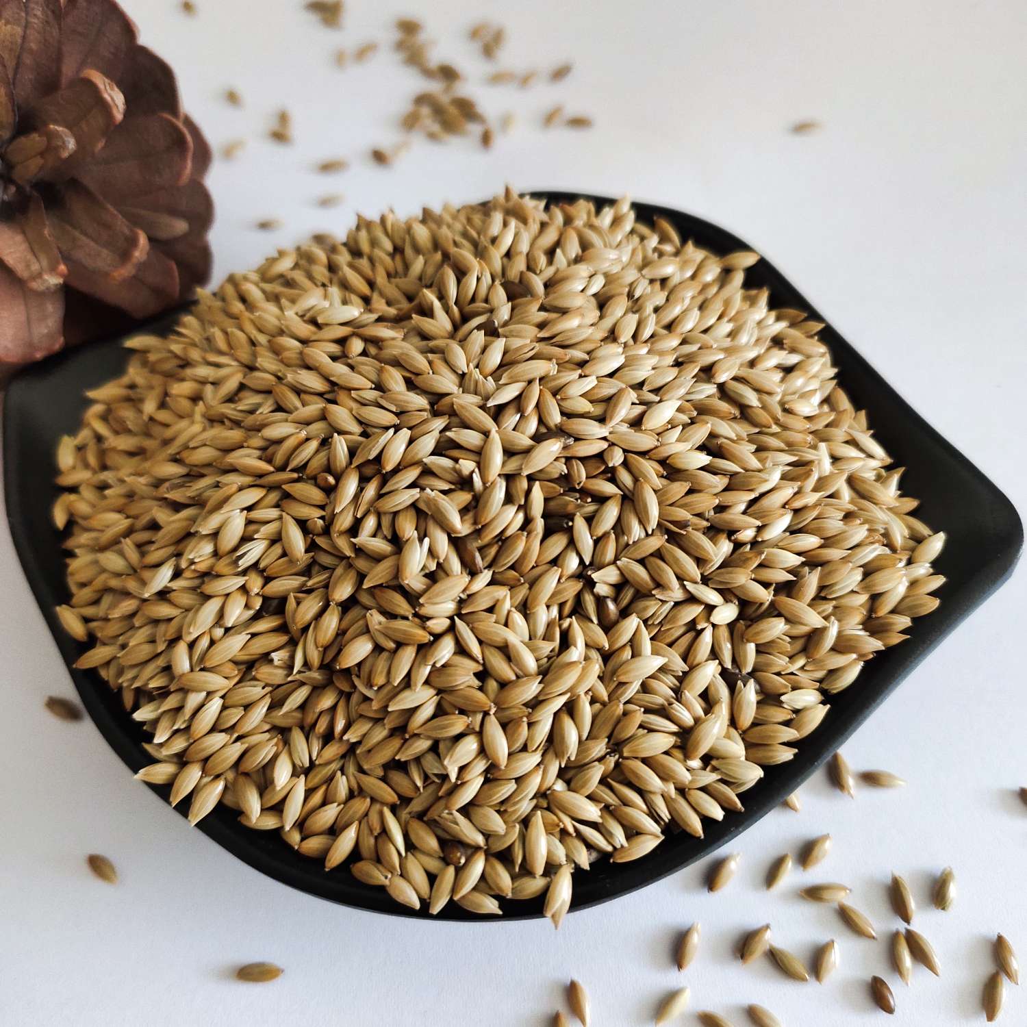 Canary seed for Bird Food High Quality