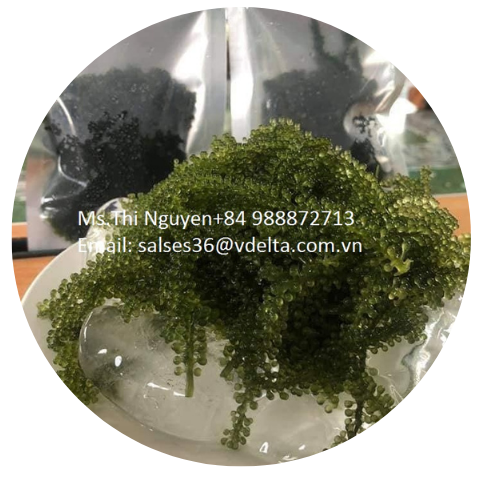 CAULERPA четиллифера из Вьетнама/Специальные водоросли/зеленая Икра высокого качества (Ms.Thi Нгуен + 84 988 872 713)